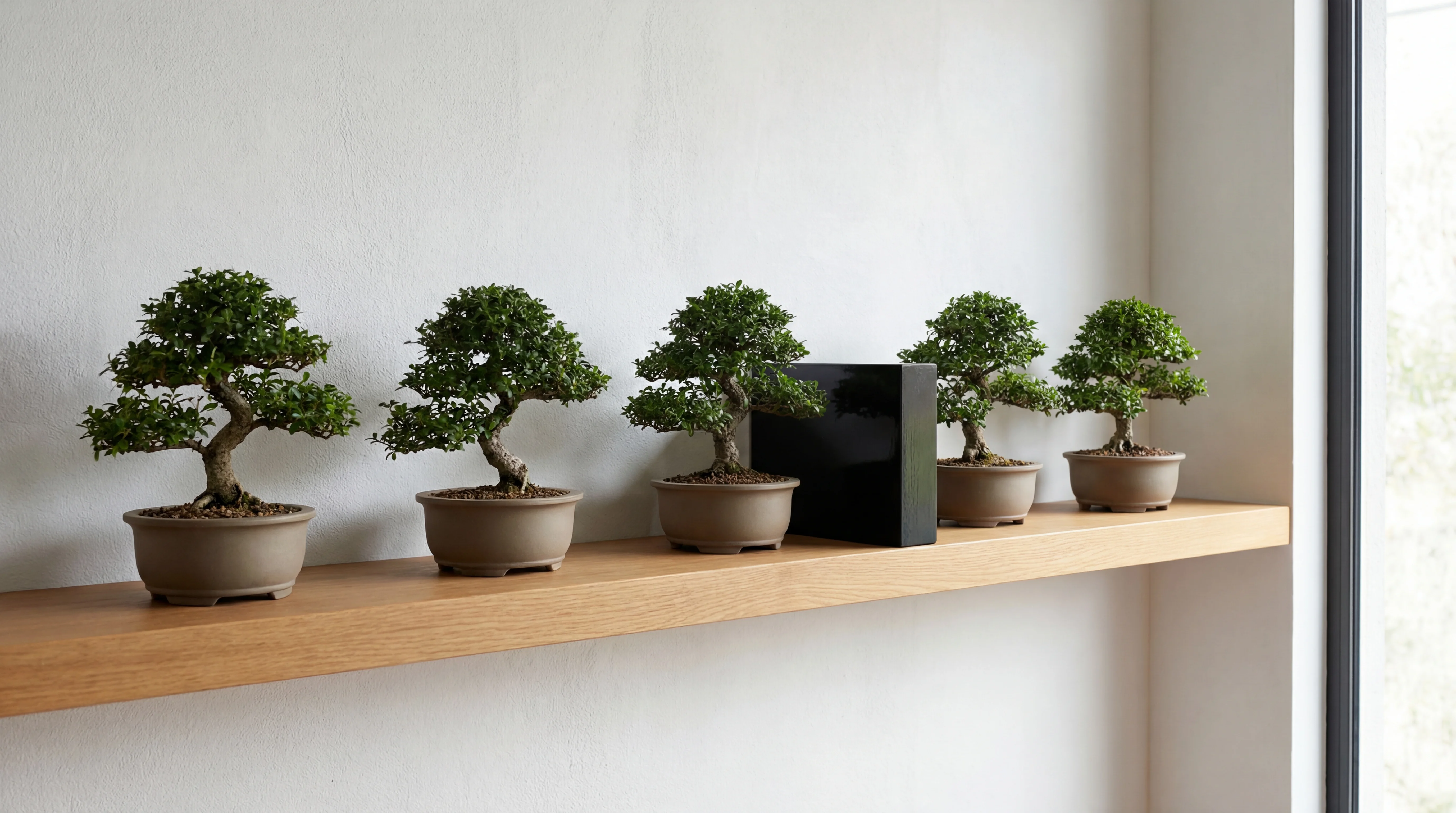 A row of bonsai trees on a shelf with a black block wedged aggressively into the lineup