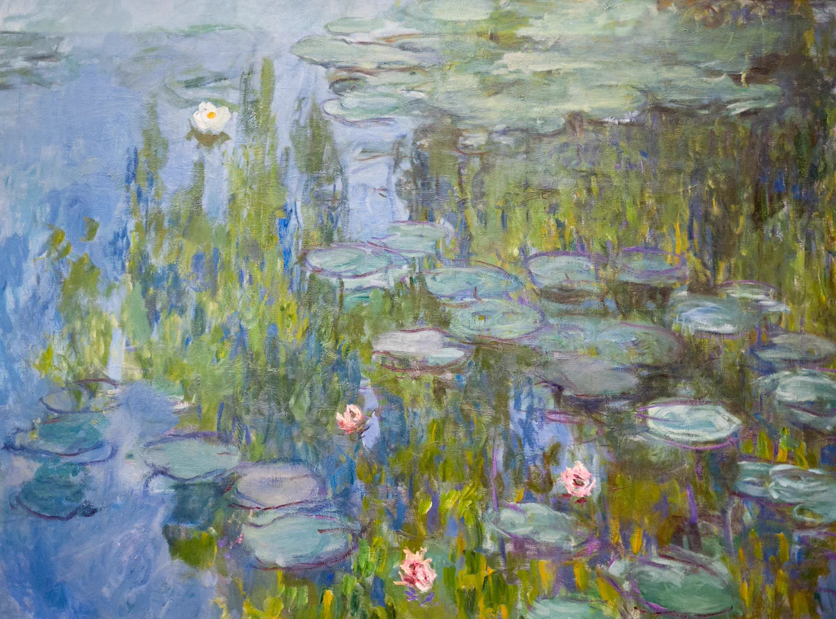 Pink and white water lilies on a pond with reflected willows